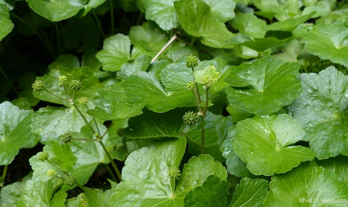 Hydrocotyle javanica Thunb.